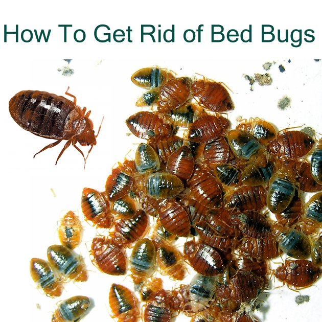 How To Get Rid Of Bed Bug Bites Naturally- A Complete Guide To Kill Bed ...