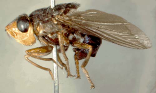 Bot Fly Removal A Complete Guide To Botfly And Its Larvae Extraction
