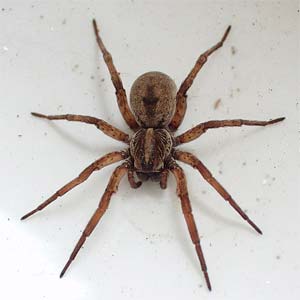 Wolf Spider: Bite, Identification, Pictures, Types and Treatments ...