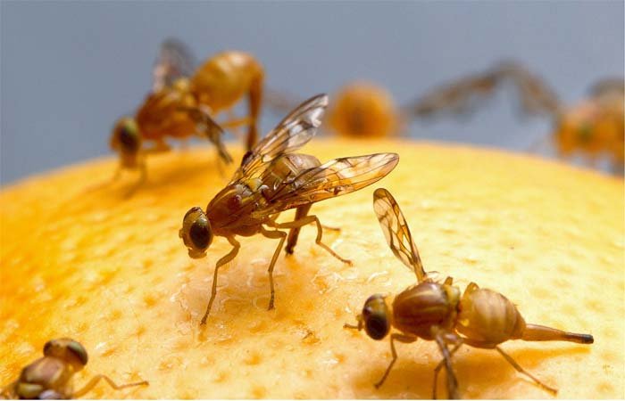 How to Get Rid of Fruit Flies fly trap